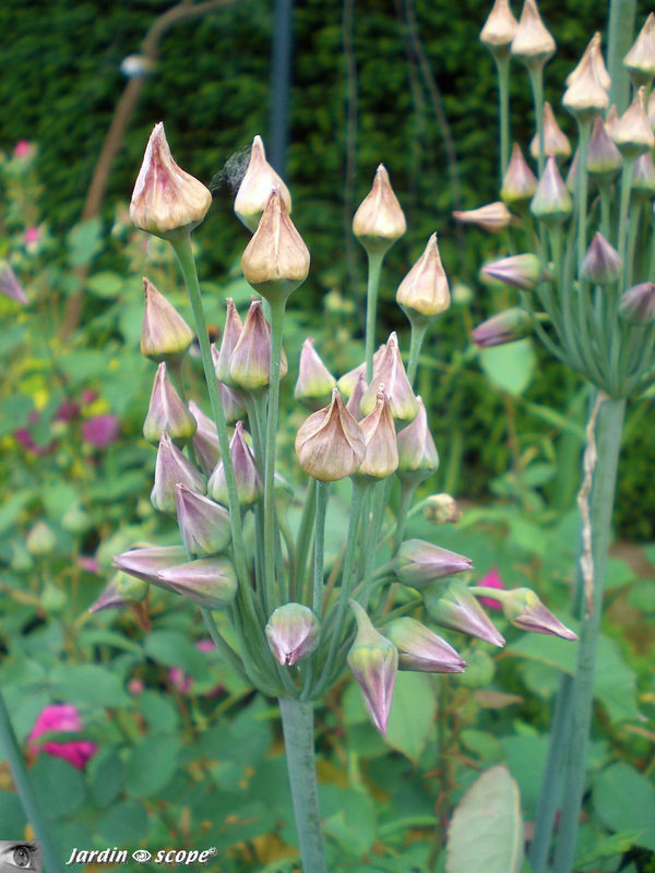 Nectaroscordum siculum • Ail de Bulgarie • Famille des Liliaceae