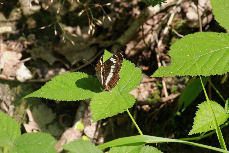 IMG_6176 - Copie