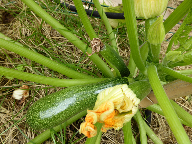 6-courgettes