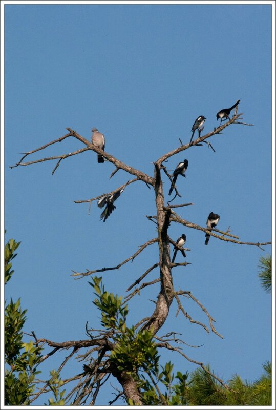ville pies ramier arbre mort 040814 1