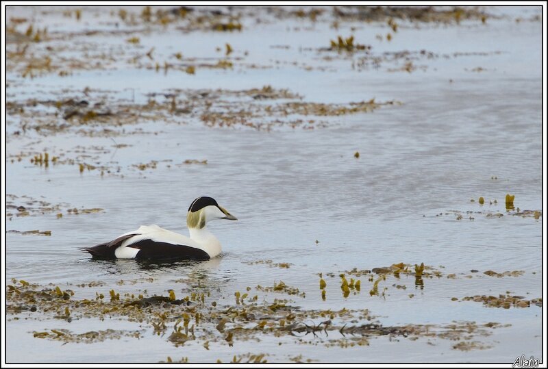 Eider à duvet, mâle