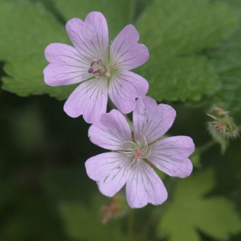 Geranium-vivace-Chantilly