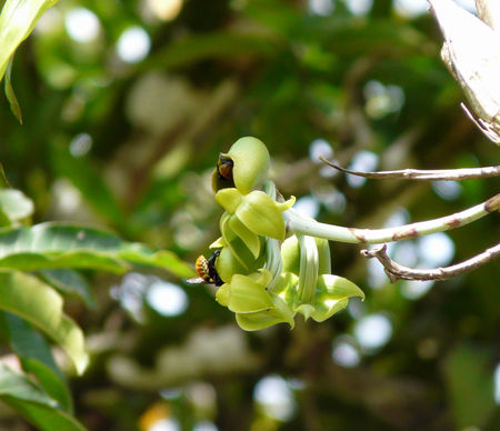 Catasetum marcocarpum (fleurs femelles)