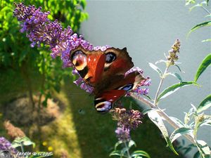 Papillon_bud