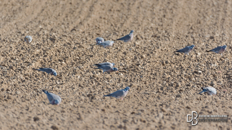 Pigeon Ramier (Columba Palumbus)