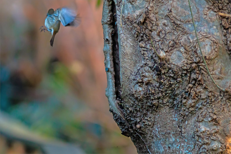 Oiseau envol tronc 131222