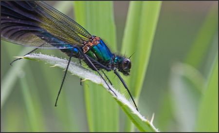 QM_calopterix_eclatant_libell__GP_240410