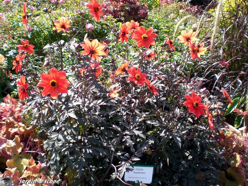 Dahlia 'Scarlet' au milieu des roses