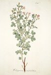 Pelargonium_semitrilobum