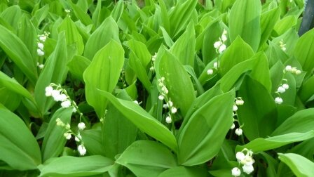 muguet