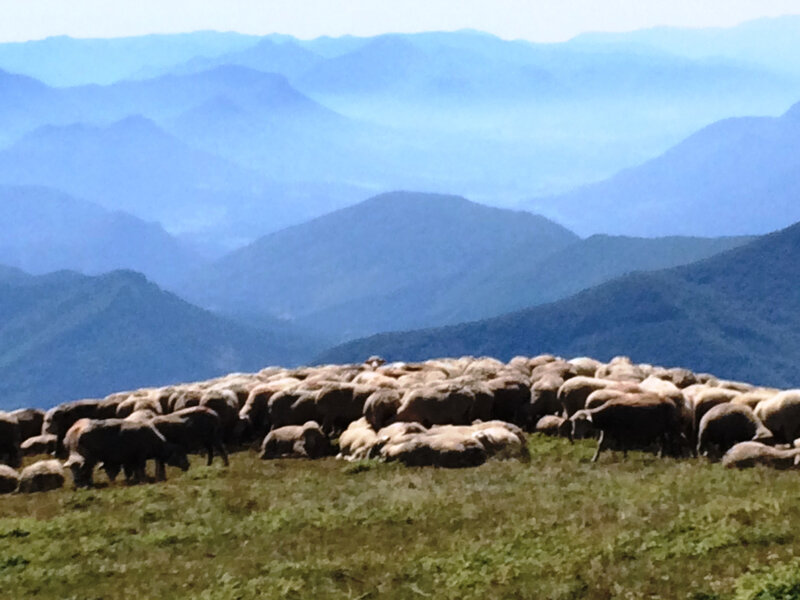 Moutons, Plateau d'Ambel (Vercors)