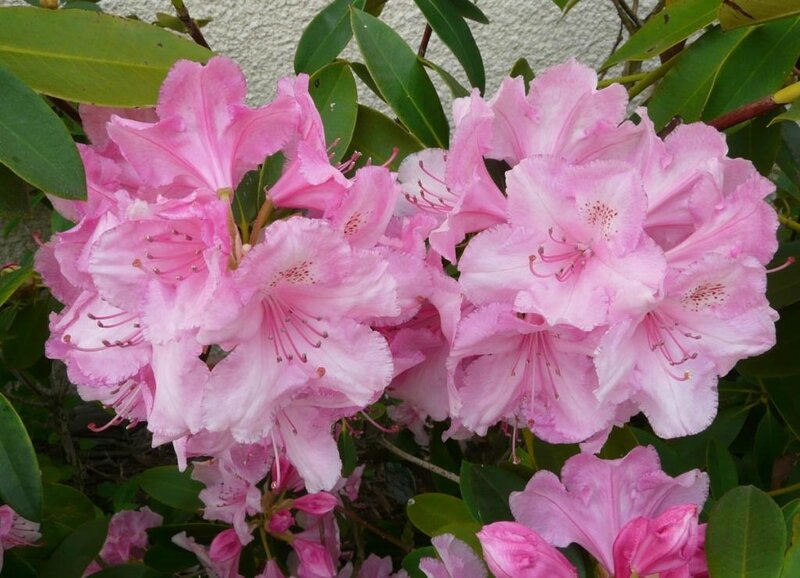 05 - Rhododendron (3)