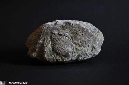Coquillage-fossile