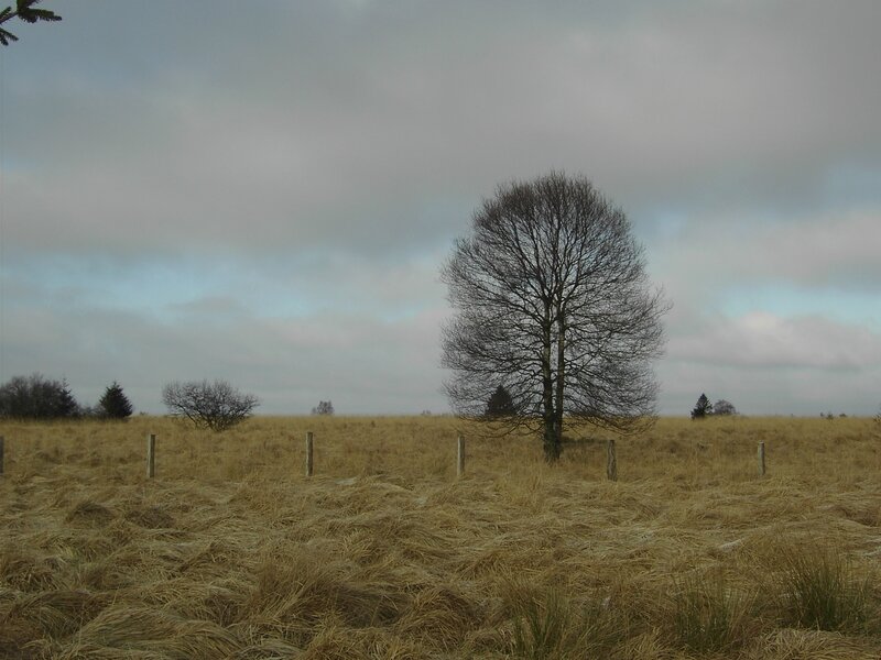 Hautes-Fagnes 18-12-07 - 002