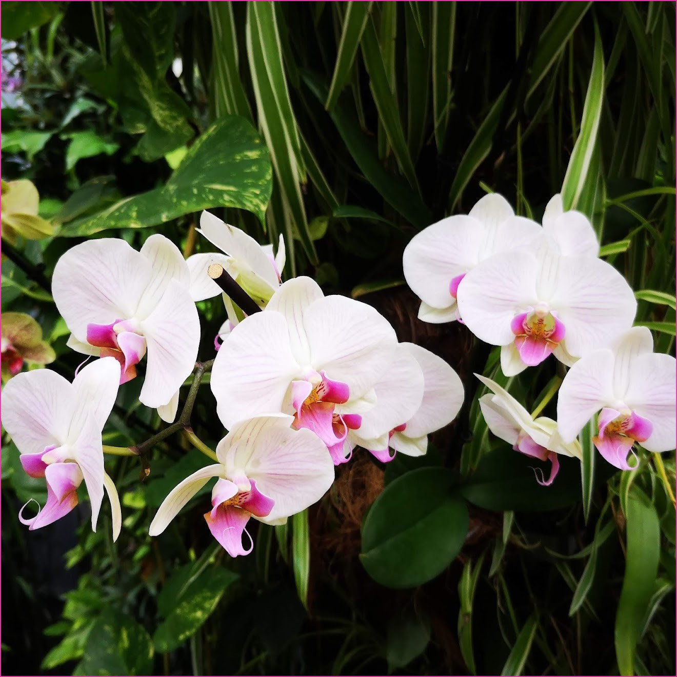 orchiblanc3