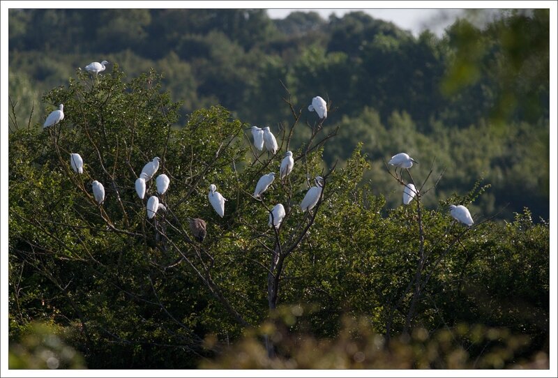 MS aigrettes bihoreau branches 050814