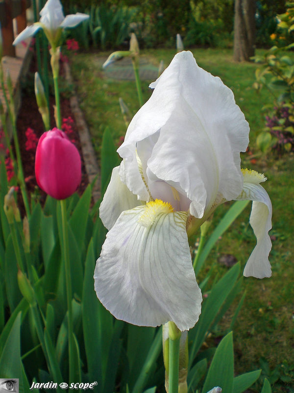Iris 'Avanelle' ( blanc)