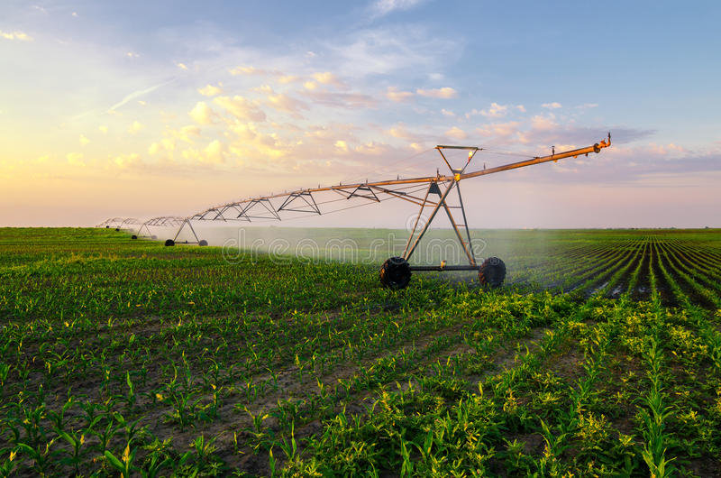 champ-de-maïs-de-arrosage-agricole-de-système-d-irrigation-le-jour-ensoleillé-d-été-59744644