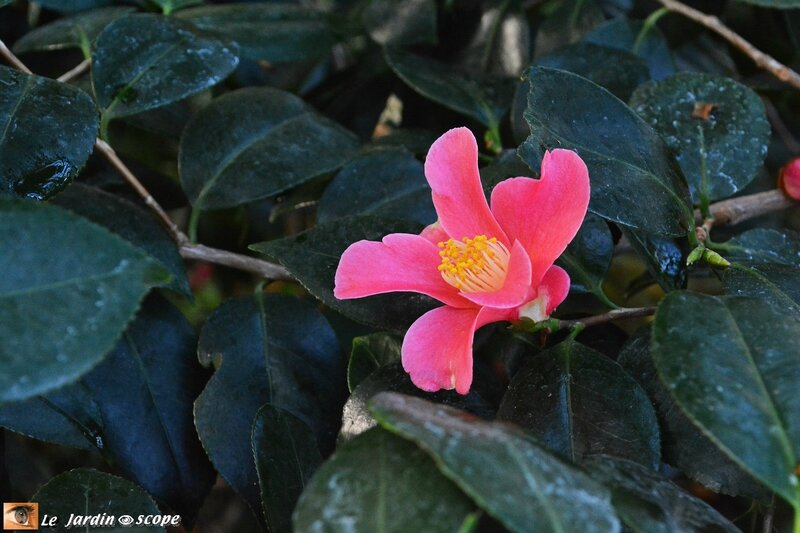 Camélia japonica