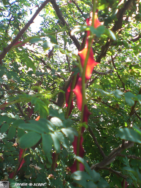Des épines...décoratives