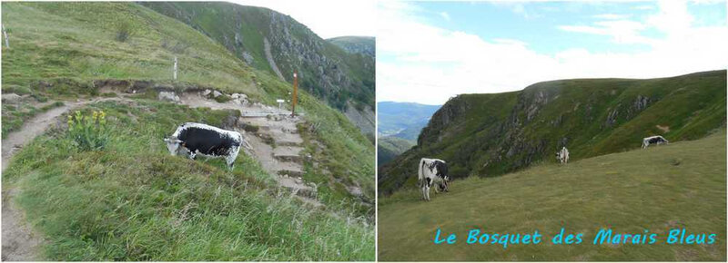 vaches2