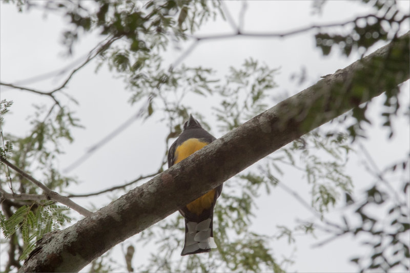 J12 2 Ensenada 121219 300 71 ym oiseau Trogon tête noire