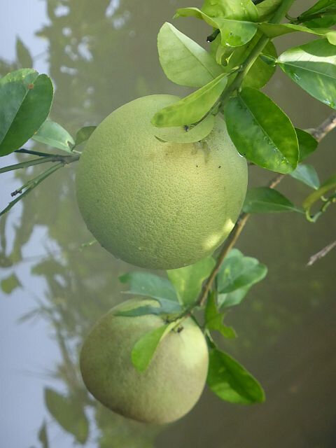a17