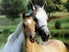 les_chevaux2