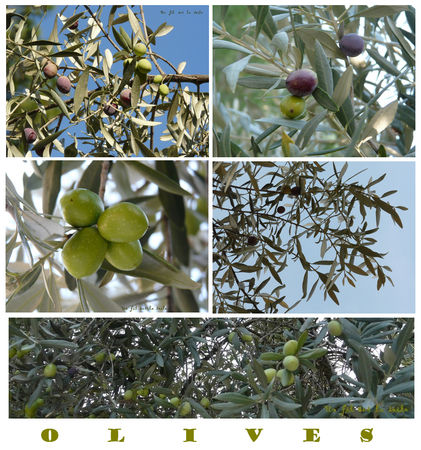 MOSAIQUE_OLIVES