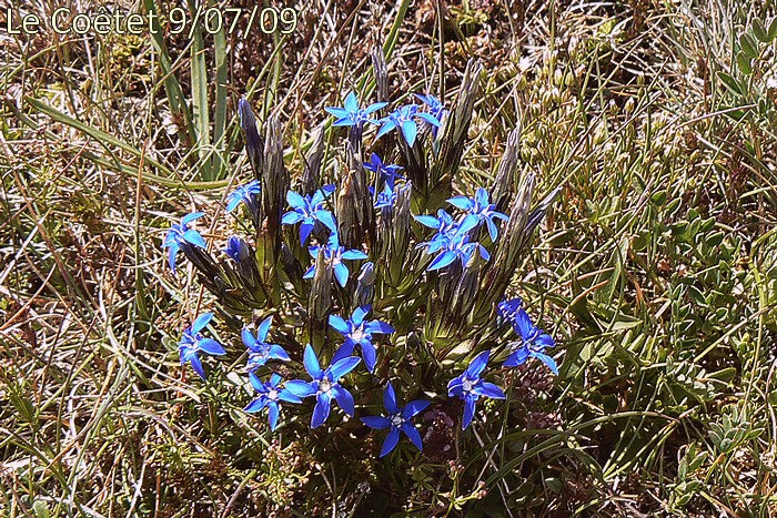 fleurs bleu azur petites solitaires axillaires et terminales