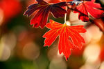 automne_zeblog