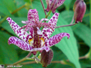 Tricyrtis_3