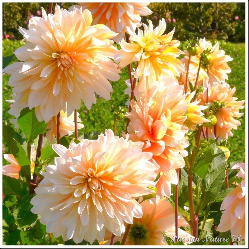 Les dahlias (2)