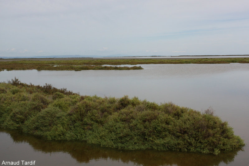 00917 Camargue Septembre 2022 - La Draille des 5 gorges - Mas de Cacharel - L'étang de l'Impérial et de Malagroy