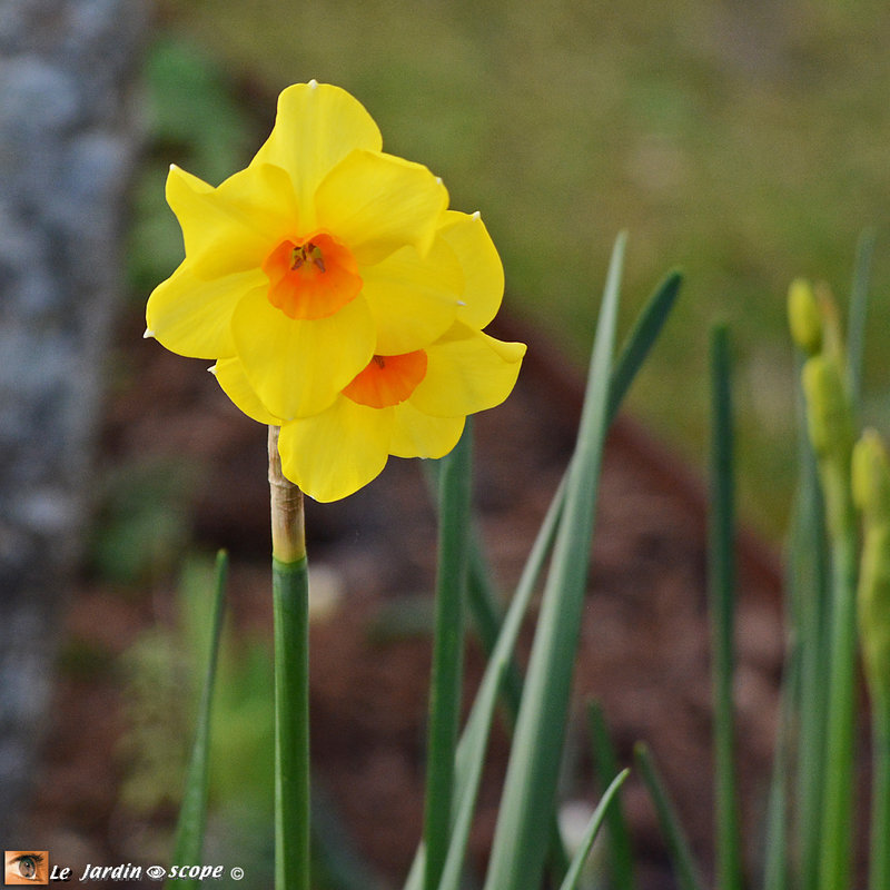 Narcisses multiflores Tazetta Martinette 3