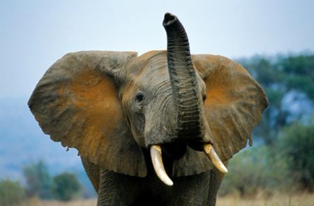 elephant