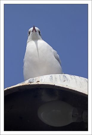 QM_mouette_lampe_midi_130211