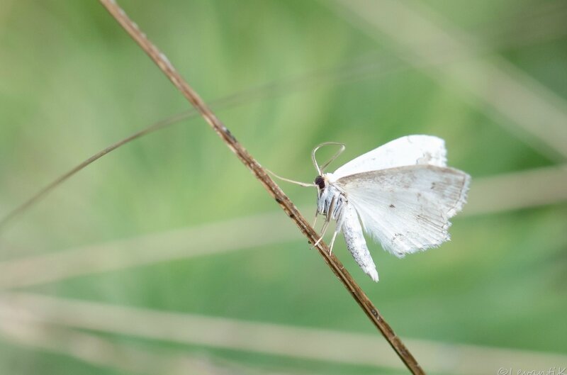 Scopula ornata (2)