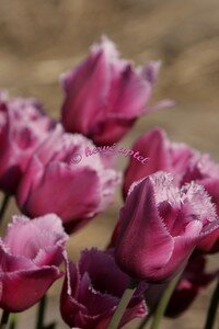 IMG_2011copie2
