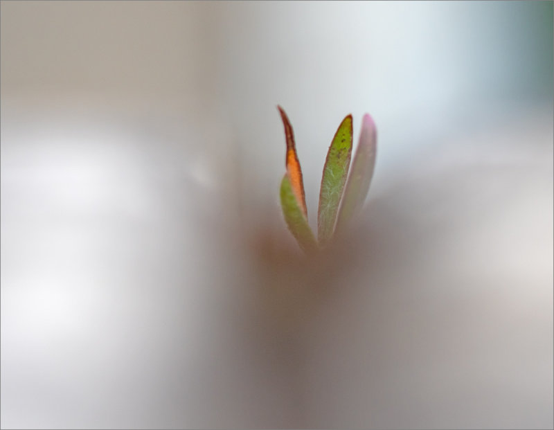 Macro mur plantes 200623
