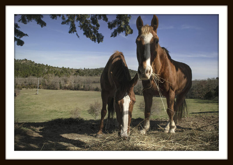 chevaux