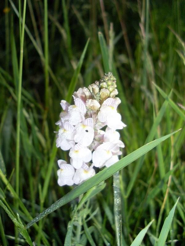 Orchidées 2