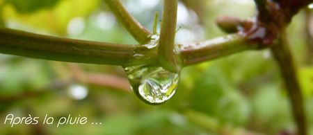 Après la pluie