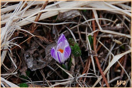 DSC_0006__Crocus_jpg