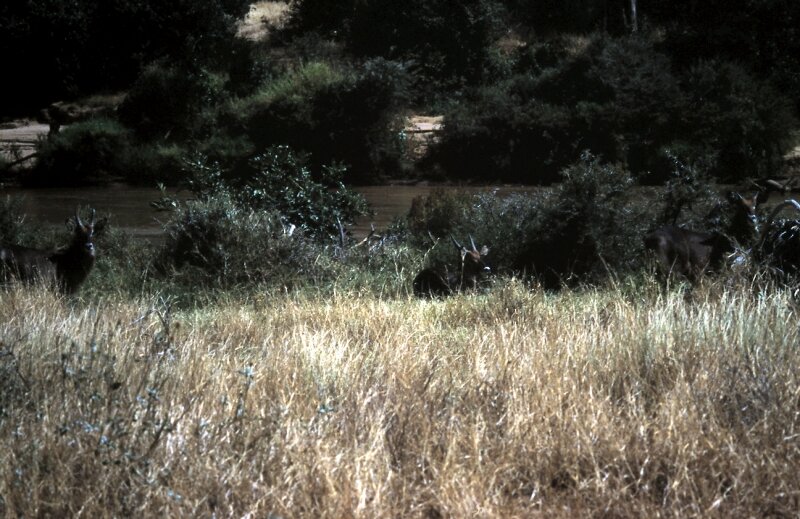 samburu impala c