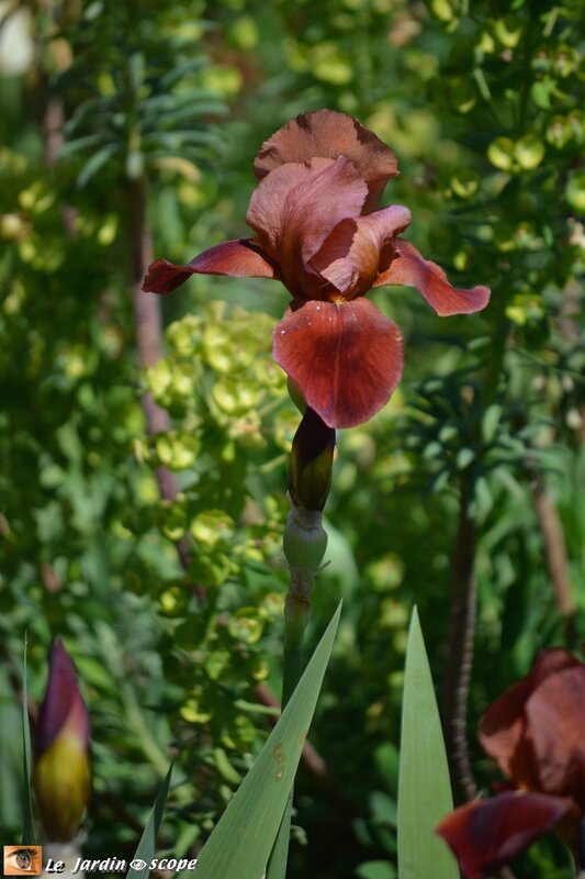 Iris-chocolat