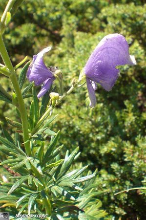 Aconit Corse • Aconitum napellus subsp. corsicum