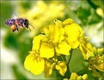 une_abeille_collecte_du_pollenb