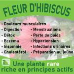 fleur-hibiscus-baomix-laboratoire-biologiquement-phytotherapie-traitement-therapeutique-plantes-medicinales
