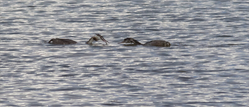 Brenne oiseau grebes 2 poisson 271018